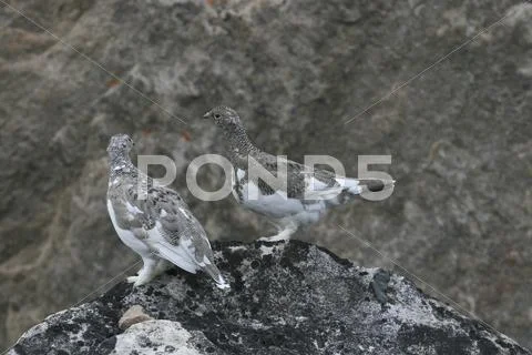 Ptarmigans (lagopus mutus) Stock Photos