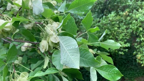 Ptelea trifoliata Видео 343081131