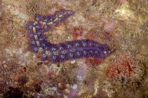 Pteraeolidia semperi Foto stock