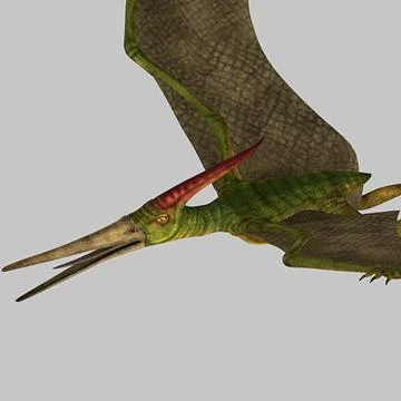 Pteranodon ~ 3D Model ~ Download #91475422 | Pond5