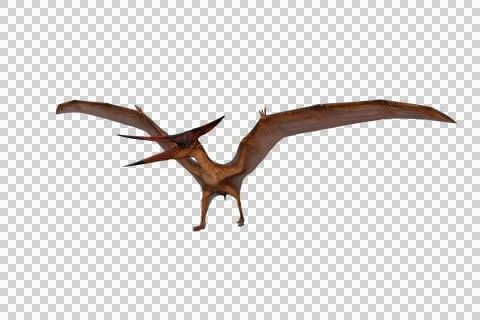 Pteranodon dinosaur walking with wings spread. 3D illustration isolated. Stock Illustration