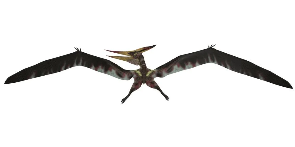 Pteranodon flight on white Stock Illustration