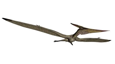 Pteranodon flying - 3D render Stock Illustration