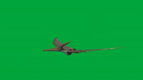 Pteranodon Video stock 32846503