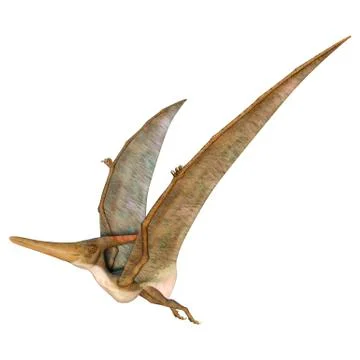 Pteranodon Stock Illustration