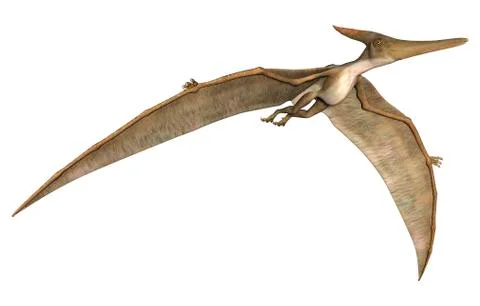 Pteranodon Stock Illustration