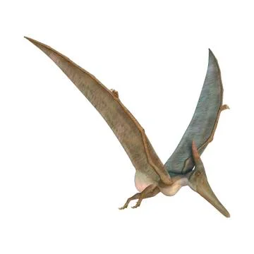 Pteranodon Stock Illustration
