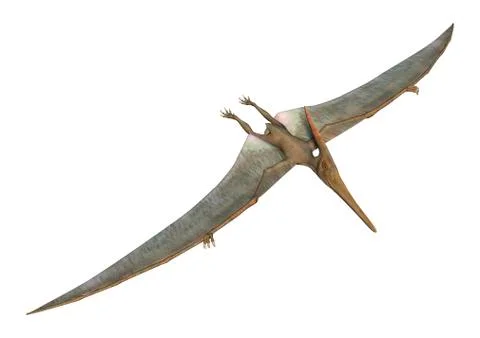 Pteranodon Stock Illustration