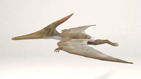Pteranodon Stock Illustration