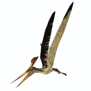 Pteranodon longiceps Flight Stock Illustration