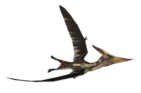 Pteranodon Longiceps Stock Illustration