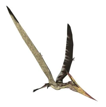 Pteranodon Longiceps Stock Illustration