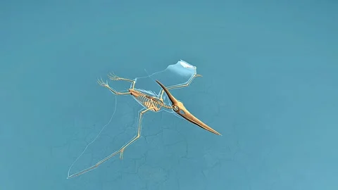 Pteranodon longiceps skeleton Stock Footage 310438901
