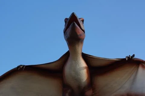 Pteranodon - Pteranodon longiceps Stock Photos