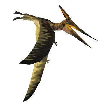 Pteranodon Pterosaur Wings Stock Illustration