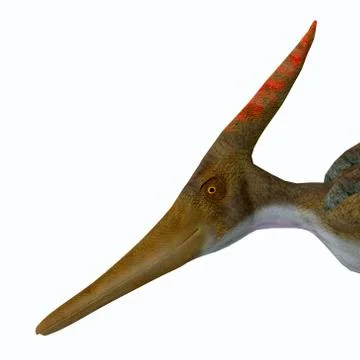Pteranodon Reptile Head Stock Illustration