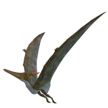 Pteranodon Reptile Wings Up 스톡 일러스트