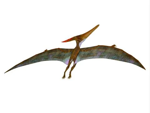 Pteranodon Wings Extended 库存插图