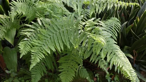 Pteridium aquilinum Video stock 270878107