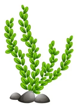 Pteridophyta Stock Illustration