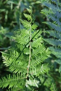 Pteridophyta in Sologne Foto stock