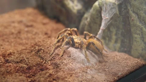 Pterinochilus murinus also known as orange baboon tarantula from African Stock Footage 201251127