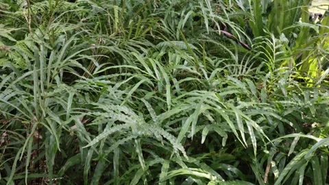 Pteris cretica 4K Video stock 264093123
