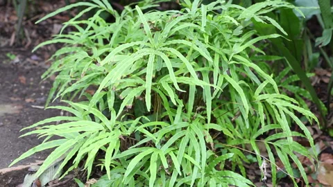 Pteris cretica Video stock 143651381