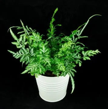 Pteris ensiformis Stock Photos