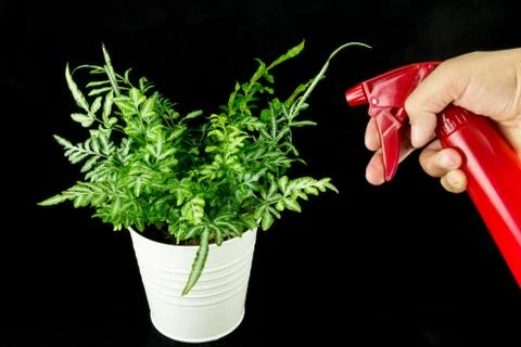 Pteris ensiformis Stock Photos