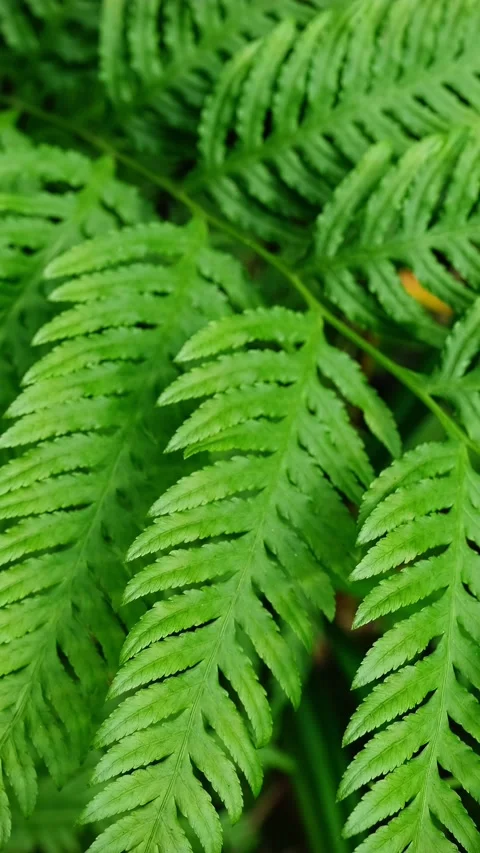 Pteris tremula Australian brake, tender brake, tender brakefern, shaking brake Stock Footage 344583249