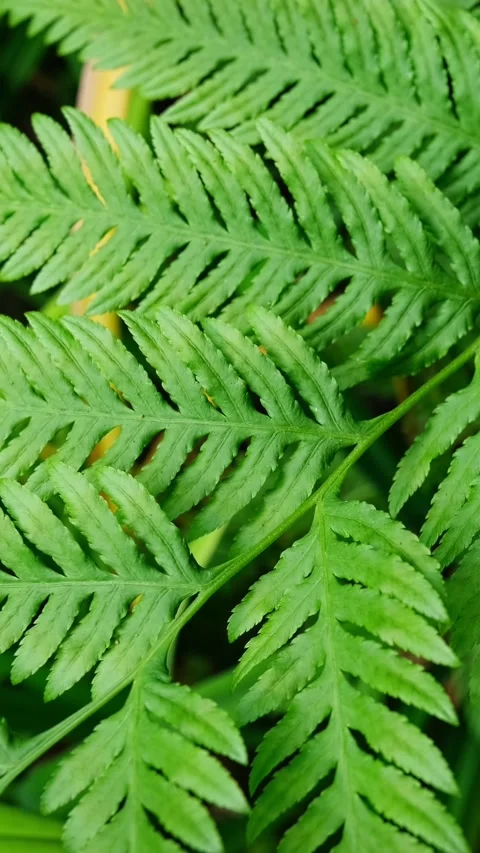 Pteris tremula Australian brake, tender brake, tender brakefern, shaking brake Stock Footage 344584335
