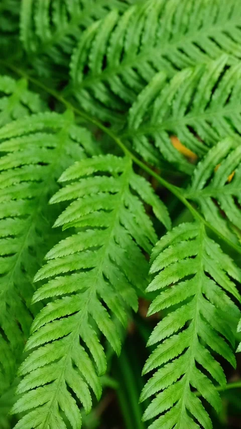 Pteris tremula Australian brake, tender brake, tender brakefern, shaking brake Stock Footage 344584704