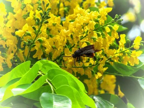 Pterocarpus indicus Willd Stock Photos