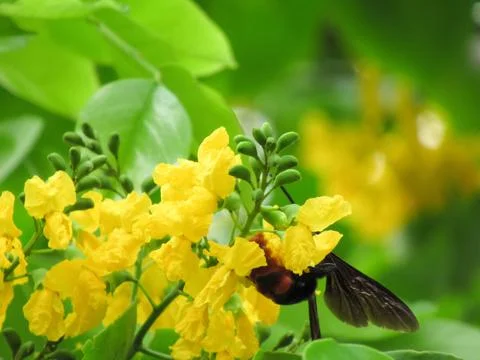 Pterocarpus indicus Willd Stockfoto's