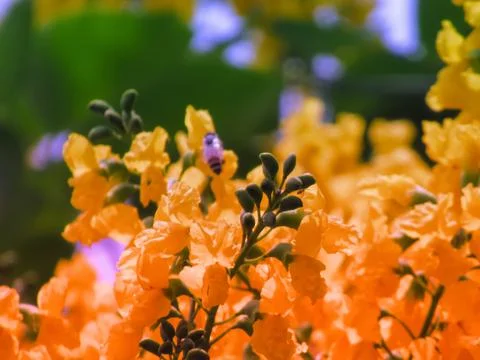 Pterocarpus indicus Willd Фото