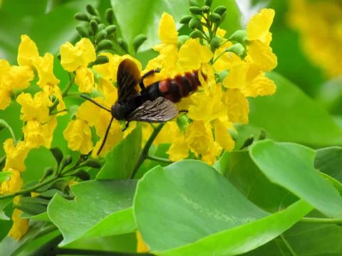 Pterocarpus indicus Willd 스톡 사진