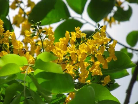 Pterocarpus indicus Willd 스톡 사진