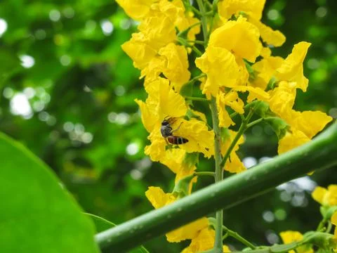 Pterocarpus indicus Willd Stockfoto's