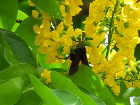 Pterocarpus indicus Willd Stock Photos