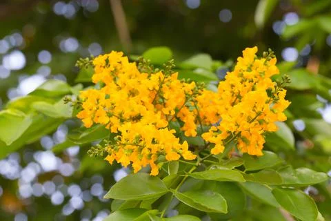 Pterocarpus macrocarpus blooming on tree Stock Photos