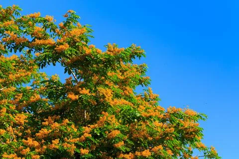 Pterocarpus macrocarpus blooming on tree Stock Photos