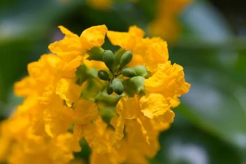Pterocarpus macrocarpus blooming on tree Stock Photos