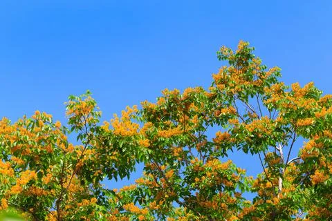 Pterocarpus macrocarpus blooming on tree Stock Photos