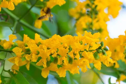 Pterocarpus macrocarpus blooming on tree Stock Photos