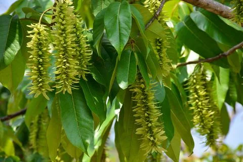 Pterocarya stenoptera is a small -winged tree. Stock-Fotos