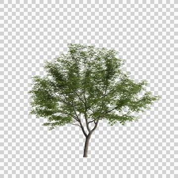 Pterocarya stenoptera tree 3d illustration on transparent background Фото