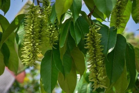 Pterocarya stenoptera, wingnut tree, Medicinal plant Stock Photos