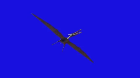 Pterodactyl dinosaur flying looped 3d animation render on blue background Stock Footage 262853141
