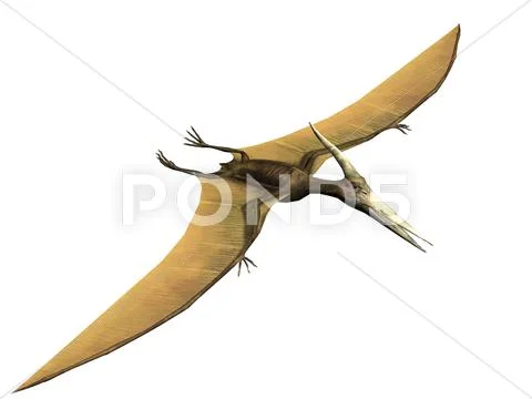Pterodactyl イラスト素材